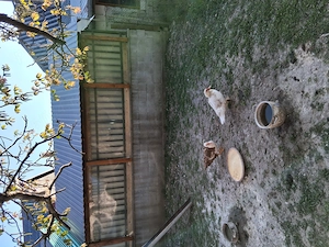 Rate mute de vanzare  2025               - imagine 2