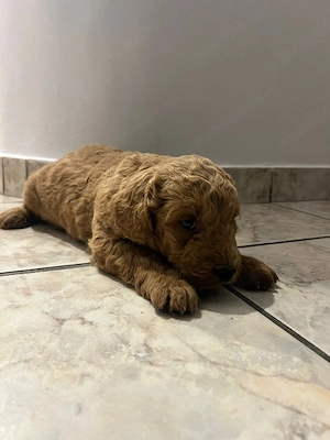 Goldendoodle - imagine 4