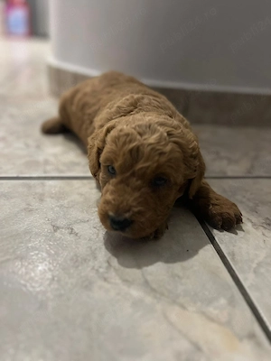 Goldendoodle - imagine 2
