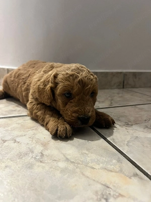 Goldendoodle - imagine 5