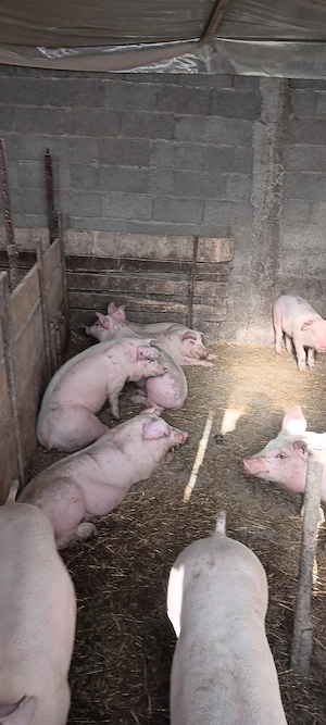 purcei 25kg 45kg  - imagine 2