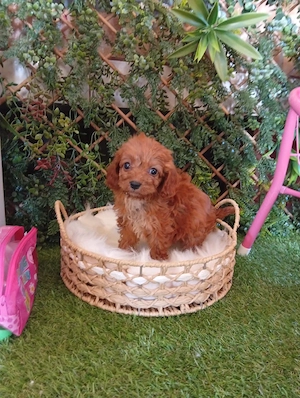 cavapoo 2 luni - imagine 2