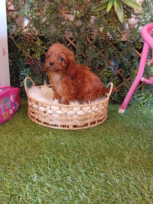 cavapoo 2 luni - imagine 4