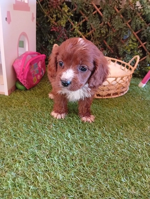 cavapoo 2 luni - imagine 3