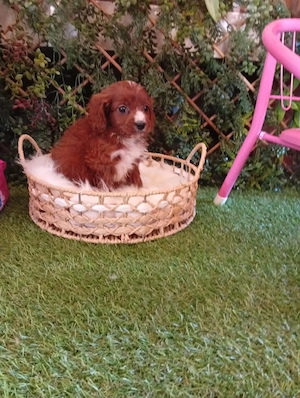 cavapoo 2 luni