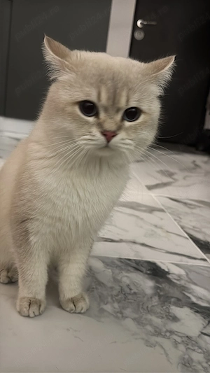 british short hair colorpoint  - imagine 5