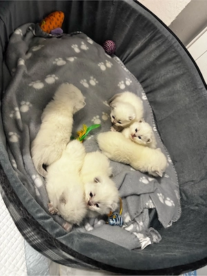 british short hair colorpoint  - imagine 2