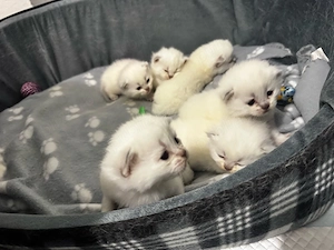 british short hair colorpoint 