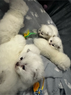 british short hair colorpoint  - imagine 3