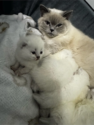 british short hair colorpoint  - imagine 4