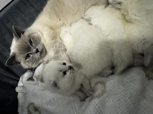 British short hair colorpoint - imagine 4