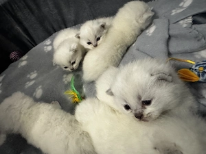 British short hair colorpoint - imagine 2