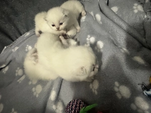 British short hair colorpoint - imagine 3