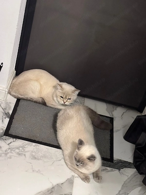 British short hair colorpoint - imagine 5