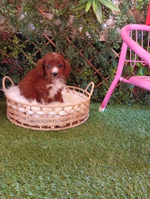 cavapoo 2 luni - imagine 5