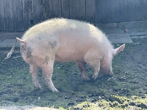 porci de vanzare 