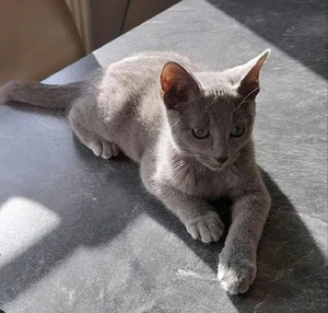 Albastru de rusia pui 