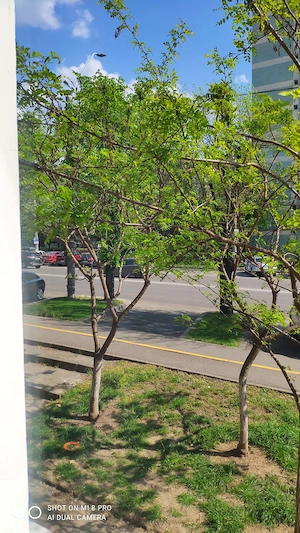 Ultracentral! Inchiriez spatiu la parter str iorga cu vedere spre Bdul Regele Mihai I - imagine 7