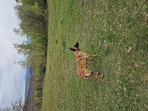 Femelă malinois - imagine 2