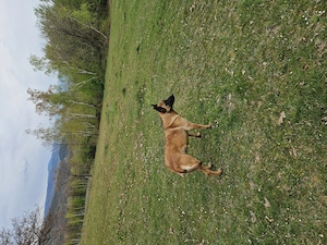 Femelă malinois - imagine 3