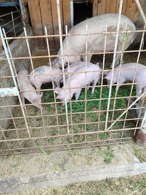 Porci schimb cu semănătoare 