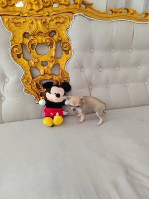 Vând pui chihuahua deosebiti - imagine 2