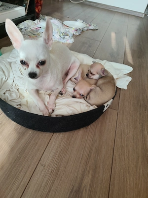 Vând pui chihuahua deosebiti - imagine 3