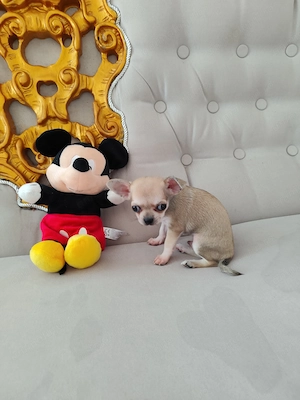 Vând pui chihuahua deosebiti - imagine 4