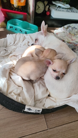 Vând pui chihuahua deosebiti - imagine 5