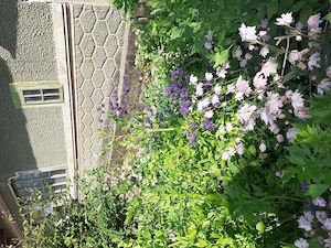 Casă de vanzare  maia județul lalomita  - imagine 3