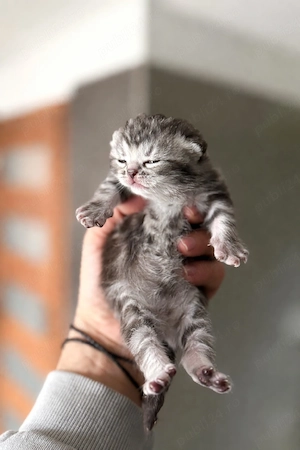 vand pui british shorthair  - imagine 2