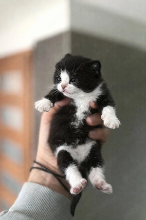 vand pui british shorthair  - imagine 3