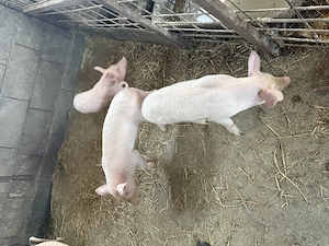 Purcei marele alb și pietrean 