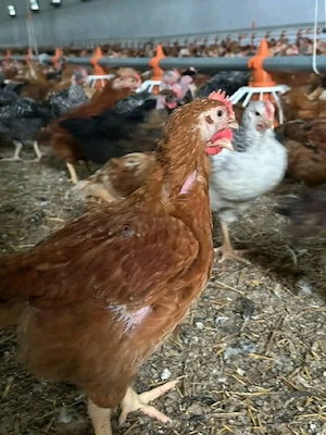 Pui de carne si rasa mixta  - imagine 2