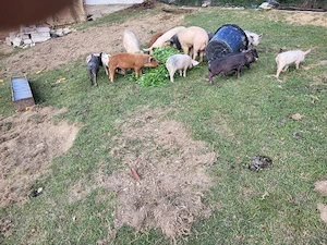 purcei și șoldani - imagine 5