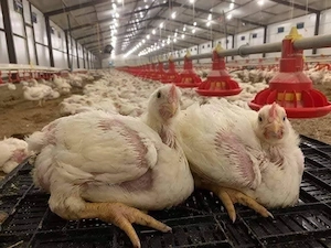 Pui de carne si rasa mixta 