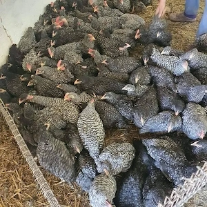 pui de carne si rasa mixta 