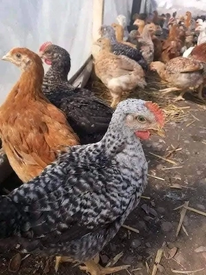 Pui de carne si rasa mixta  - imagine 2