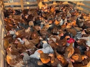 Pui de carne si rasa mixta 