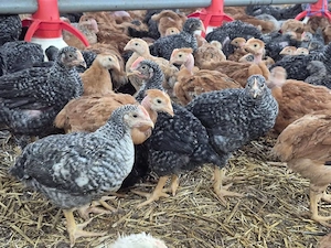 Pui de carne si rasa mixta  - imagine 3