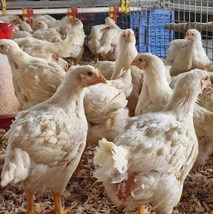 pui de carne si rasa mixta  - imagine 2