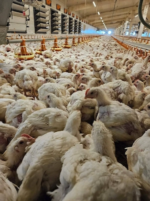 pui de carne si rasa mixta  - imagine 4