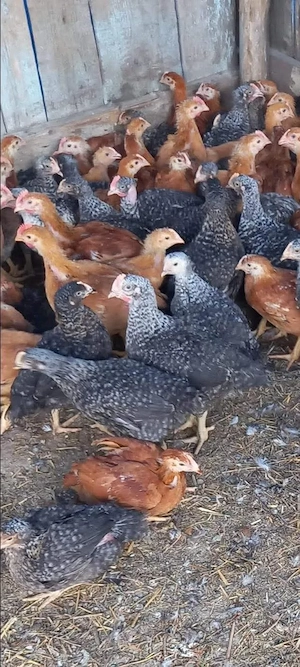 pui de carne si rasa mixta  - imagine 3