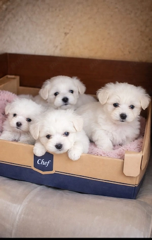 catelusi dragalasi - imagine 2