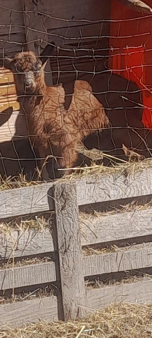 Tapisor alpin francez din care cu origine ..rasa pura mananca orce pentru prasila - imagine 3