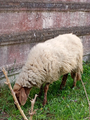 Oi cu  miei rasa de carne