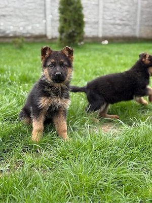 Pui ciobanesc german