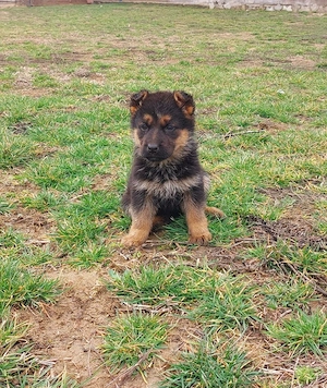 Pui ciobanesc german