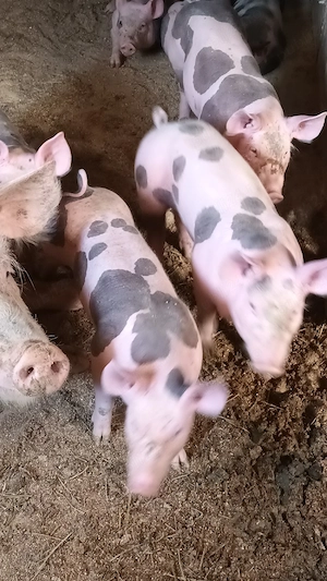 Purcei pietrain de vânzare