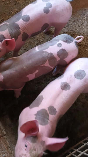 Purcei pietrain de vânzare - imagine 3